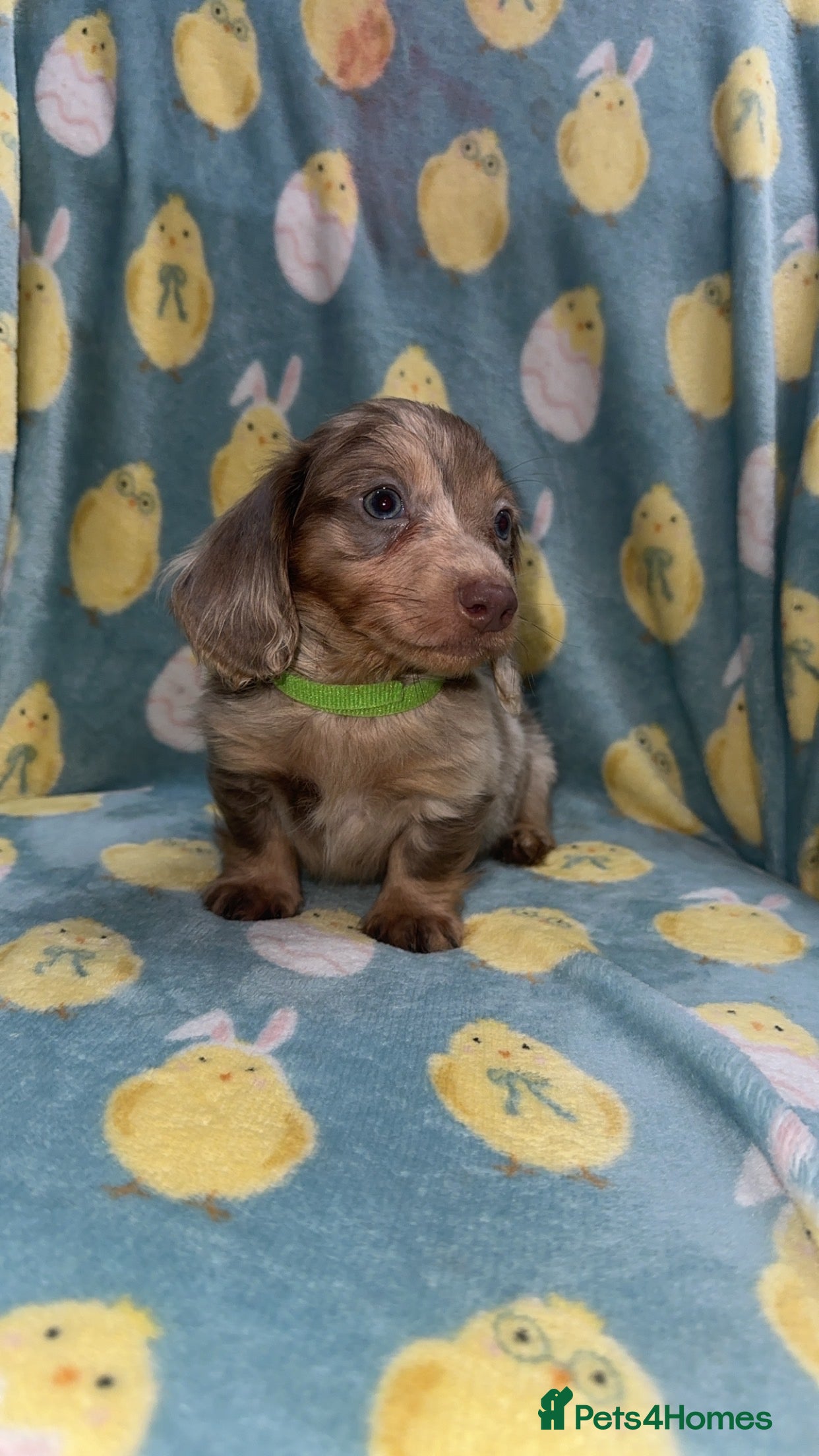 Miniature Dachshund dogs Miniature puppy’s available now  - Advert 1