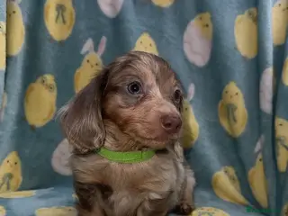 Miniature Dachshund dogs Miniature puppy’s available now - Advert 11