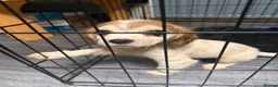 Cockalier dogs for sale: 2 x Cockalier puppies  - Advert 6