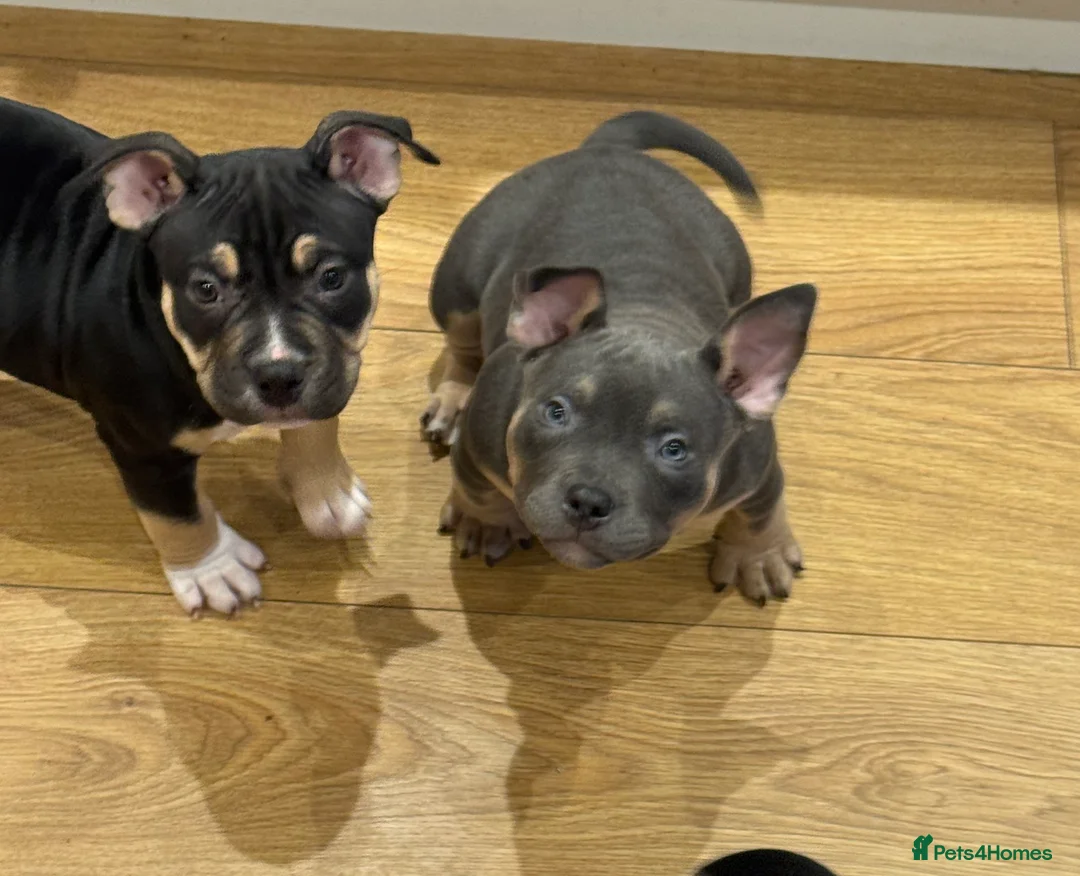American Bully dogs for sale: 1 ABKC Pocket Bully puppy remaining - Advert 13