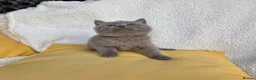 British Shorthair cats for sale: BEAUTIFUL BRITISH SHORTHAIR KITTENS  - Advert 5