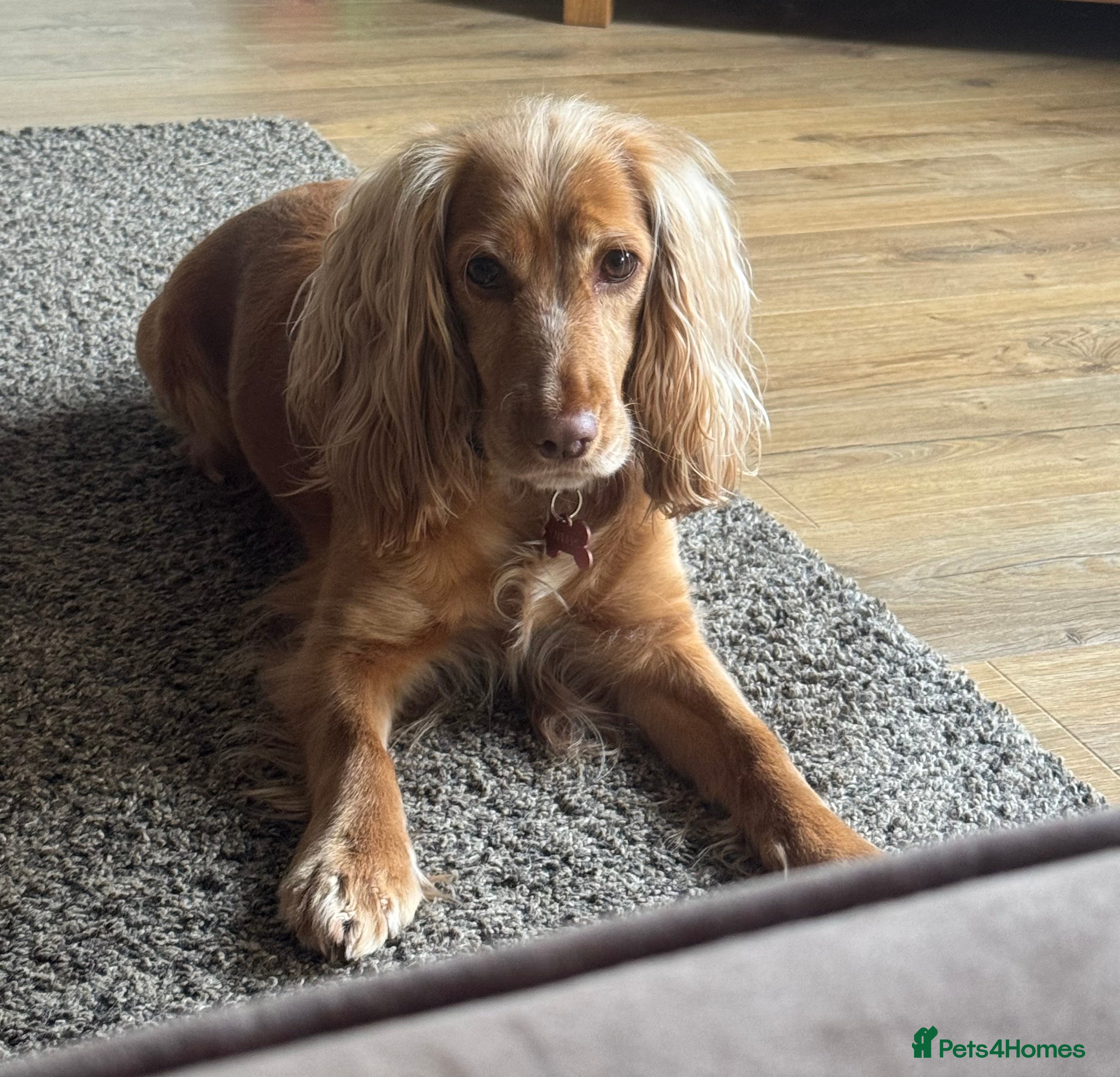 Cocker Spaniel dogs Cocker Spaniel girl looking for an amazing home - Advert 1