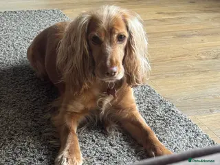 Cocker Spaniel dogs Cocker Spaniel girl looking for an amazing home - Advert 10