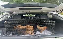 Cockapoo dogs for sale: Boni’s F1b pups, 2 little ones available 🖤🖤 - Image 16