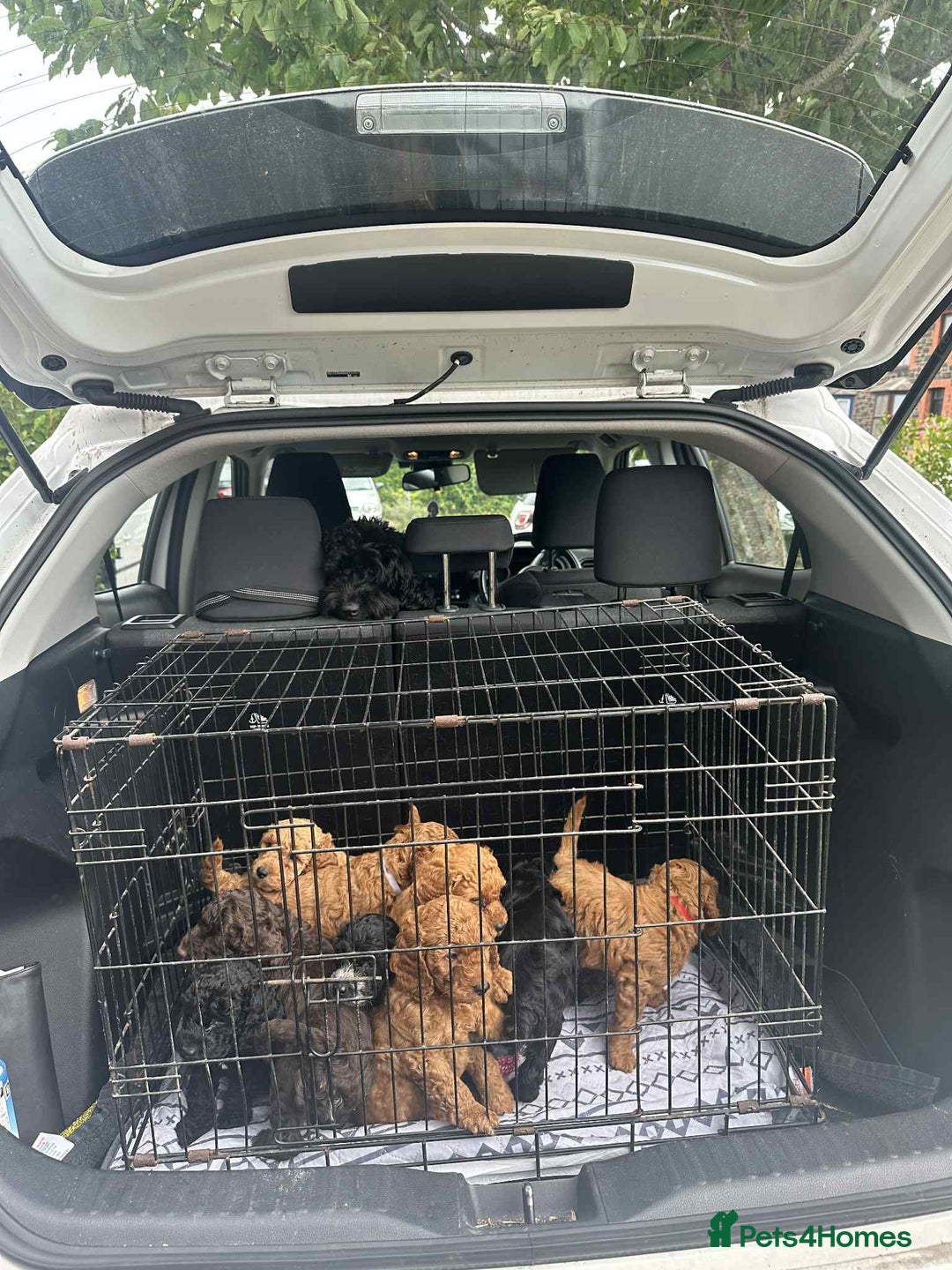 Cockapoo dogs for sale: Boni’s F1b pups, 2 little ones available 🖤🖤 - Image 16