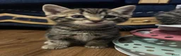 American Shorthair cats for sale: 6 Kittens - Advert 5