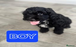 Cockapoo dogs for sale: Beautiful Cockapoo Puppies  - Image 4