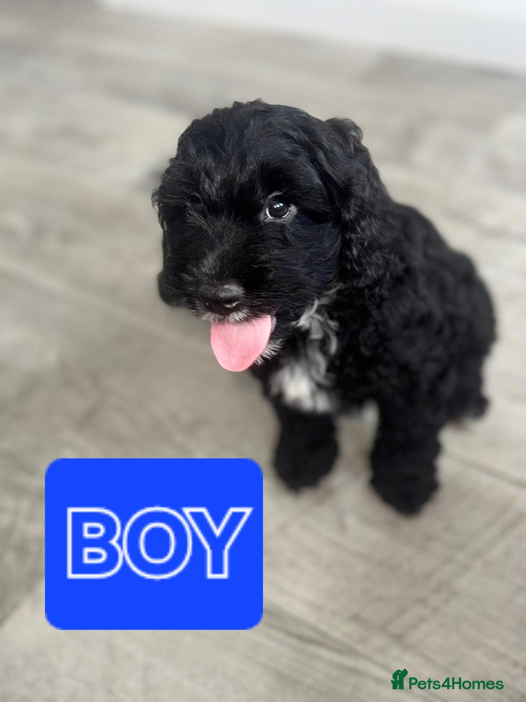 Cockapoo dogs for sale: Beautiful Cockapoo Puppies  - Image 4