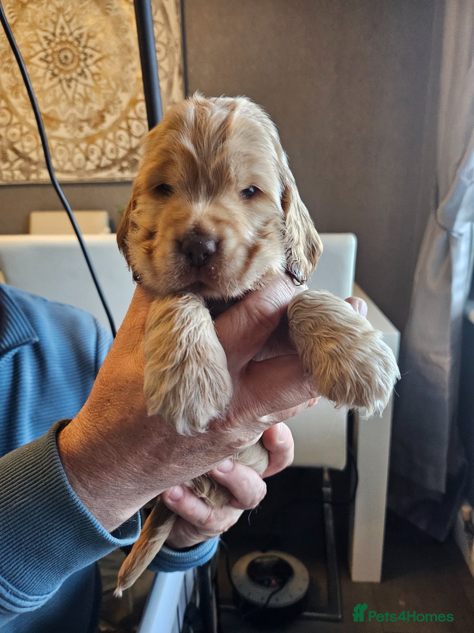 Cocker Spaniel dogs LAST LITTLE SHOW COCKER. - Advert 17
