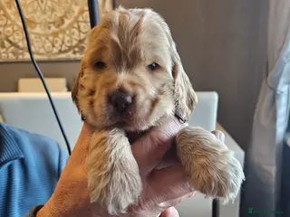 Cocker Spaniel dogs LAST LITTLE SHOW COCKER. - Advert 17