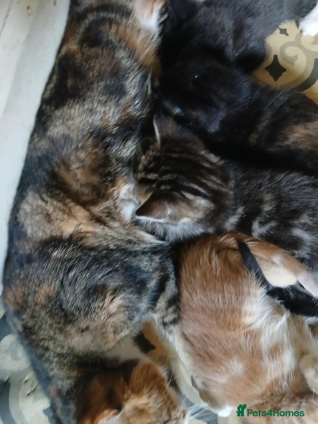 Mixed Breed cats for sale: 2 beautiful kittens for sale  - Advert 2