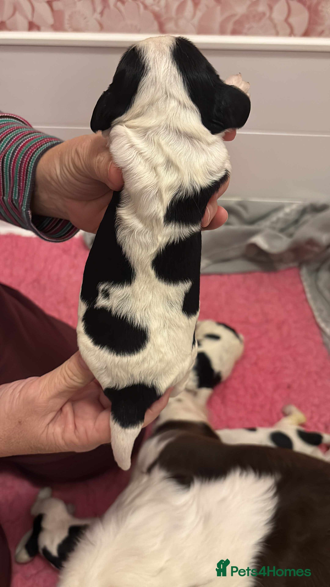 Sprocker dogs for sale: Adorable F1 Sprocker Spaniel Babies.  - Advert 28