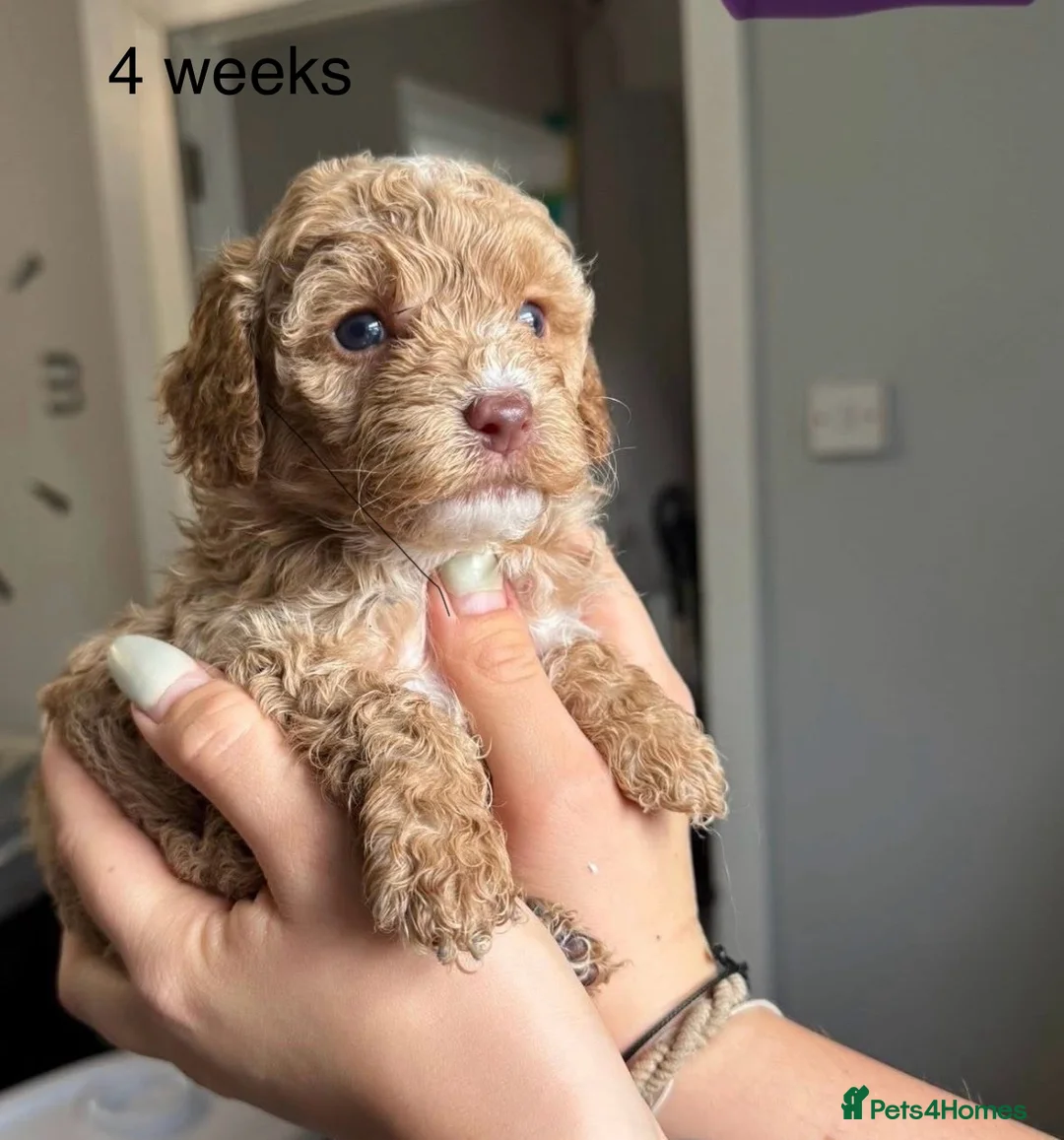 Sproodle dogs for sale: Sproodle Puppy - Advert 7