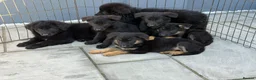 German Shepherd dogs for sale: German shepherd pups  in Dereham - Advert 7
