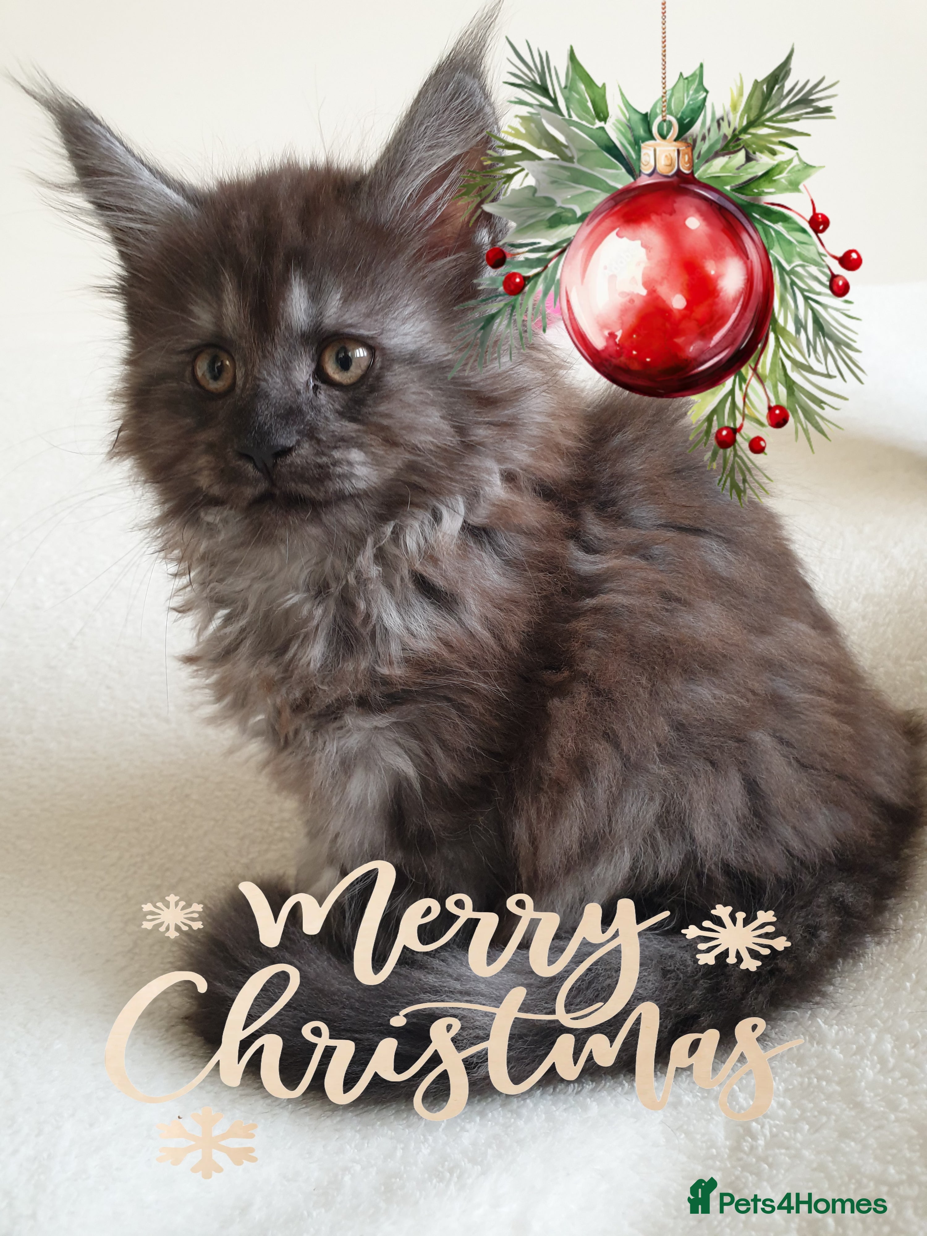 Maine Coon cats Maine coon kittens  - Advert 9