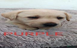 Labrador Retriever dogs for sale: Labrador puppies  - Image 5