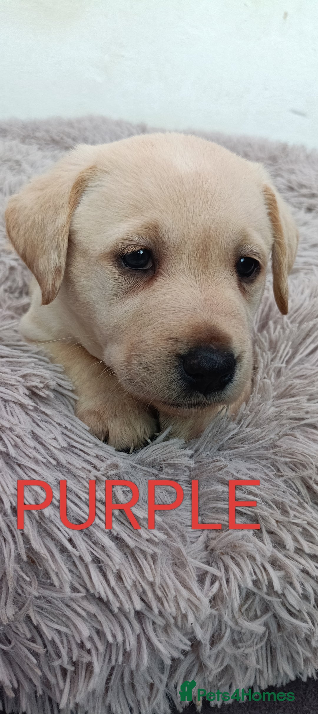 Labrador Retriever dogs for sale: Labrador puppies  - Image 5