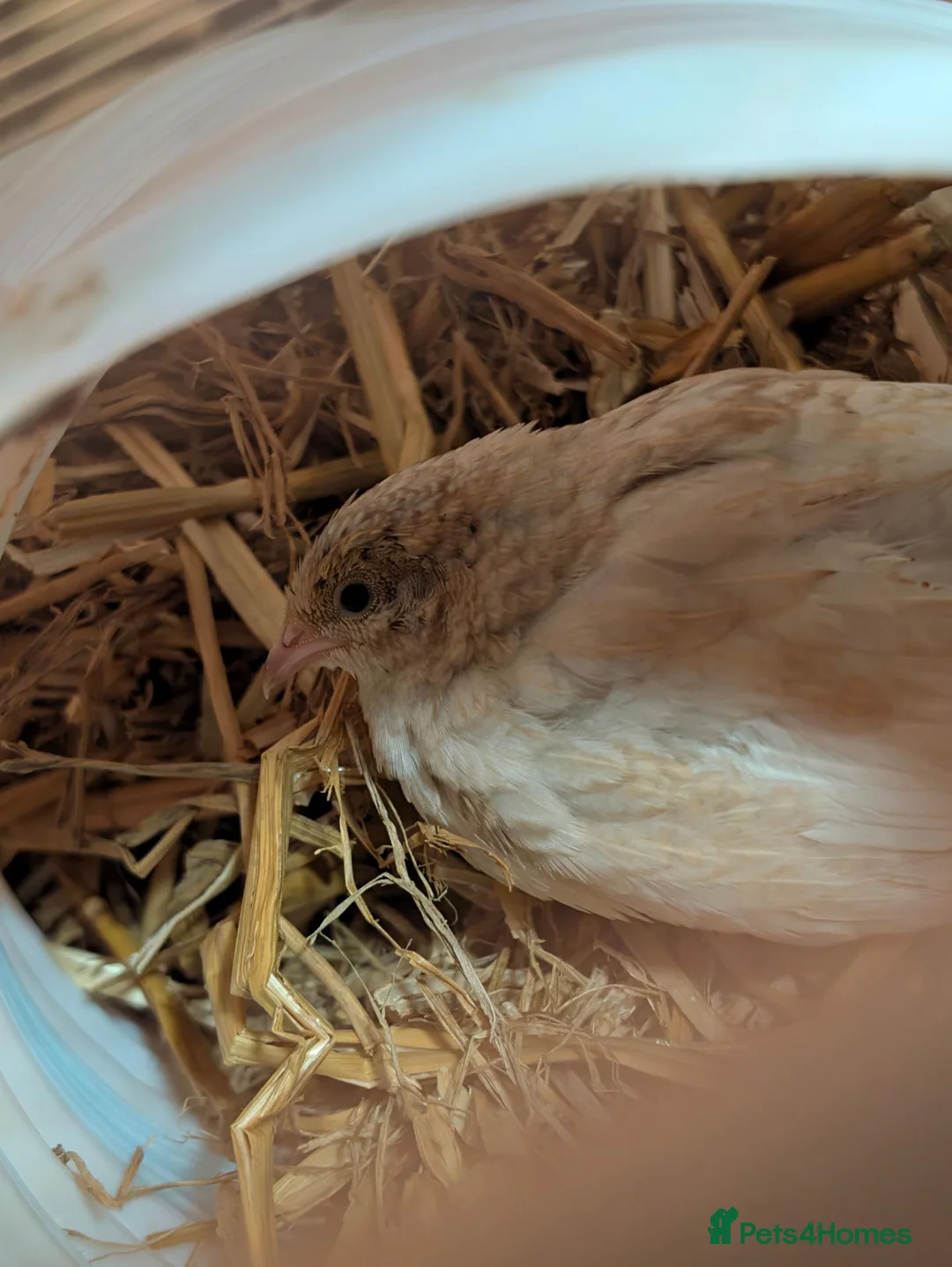 Quail poultry for sale: Chinese painted quail/ button quail  - Advert 2