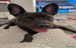 Mixed Breed dogs for sale: Bear - Staffy X German Shepherd - Image 34