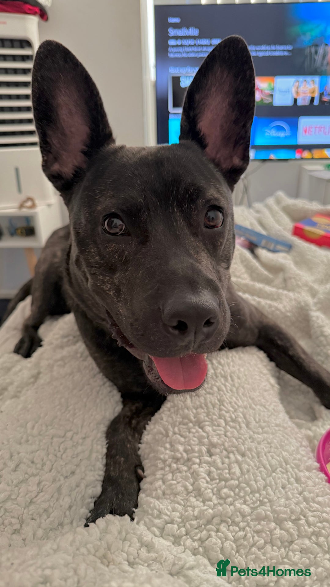 Mixed Breed dogs for sale: Bear - Staffy X German Shepherd - Image 34