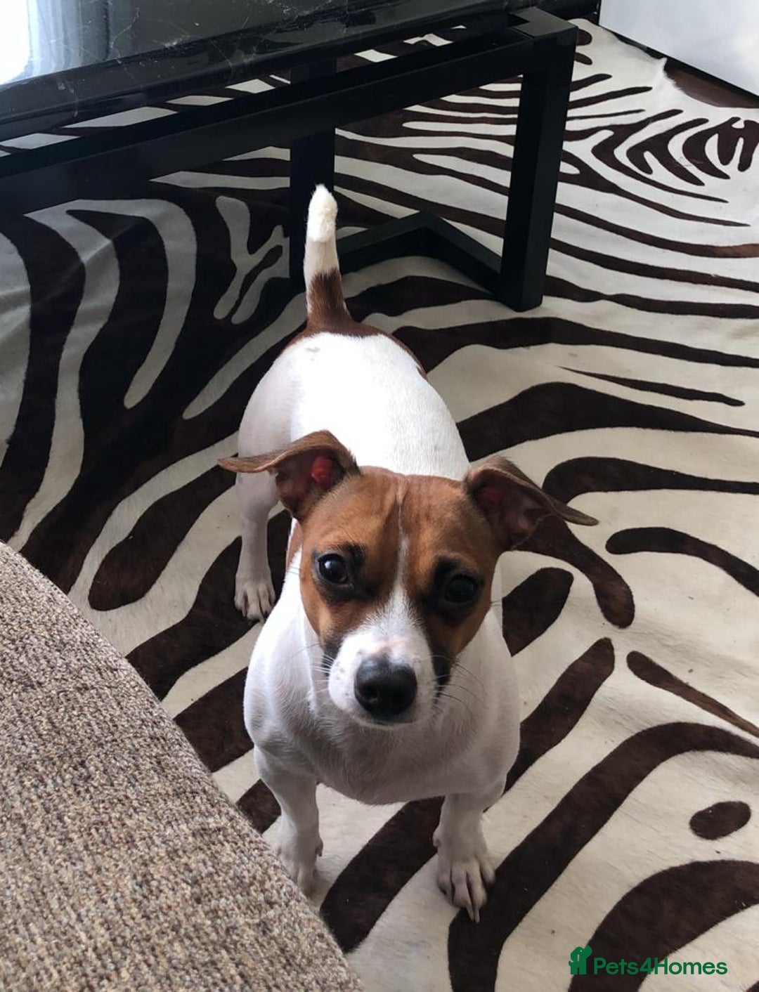 Jack Russell dogs for stud: Looking for a girlfriend  - Image 7