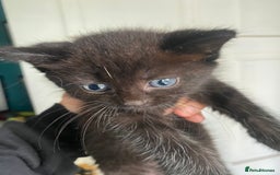 Bengal cats for sale: Five super friendly and fun kittens  - Image 4