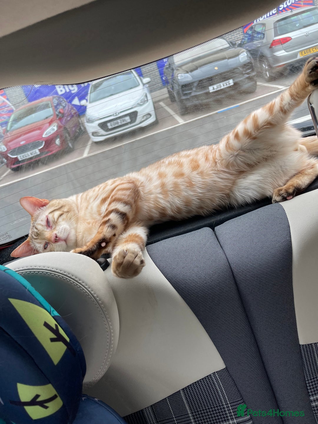 Bengal cats for sale: Mature male snow Bengal for sale - Advert 5