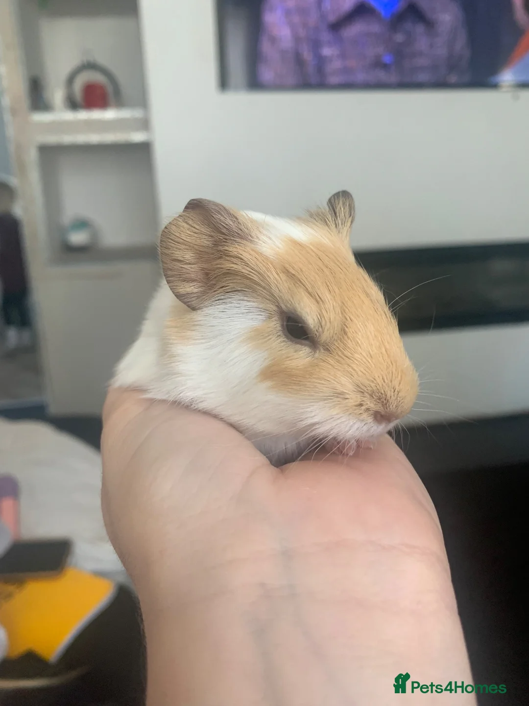 Guinea Pig rodents for sale: Beautiful Guinea pigs - Advert 1