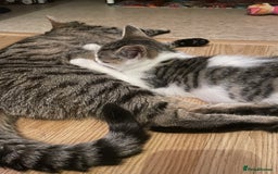 British Longhair cats for sale: White and tabby boy ready now  - Image 13