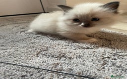 Ragdoll cats for sale: 4 gccf registered ragdolls  - Image 14