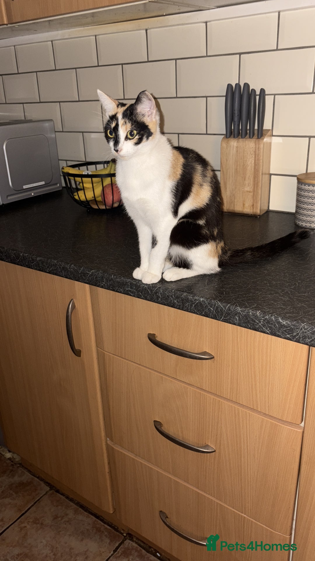 British Shorthair cats for sale: Beautiful kittens 3 girls 1 boy  - Advert 1