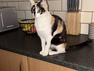 British Shorthair cats Beautiful kittens 3 girls 1 boy - Advert 1