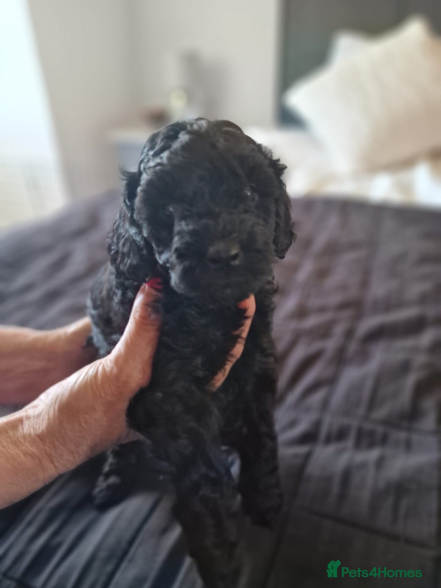 Miniature Poodle dogs Miniature poodle  - Advert 6