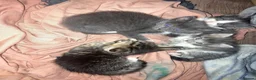 Mixed Breed cats for sale: 4 female kittens - Advert 7