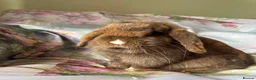 Mini Lop rabbits for sale: Adult does and buck pure bred mini lops    - Advert 5