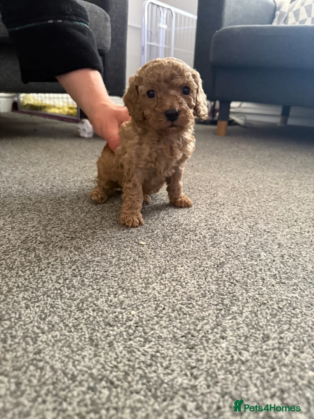 Cavapoo dogs for sale: Cavapoo - Advert 2