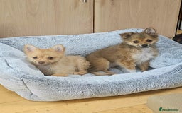 Pomchi dogs for sale: Very cute Pomchis - Image 10