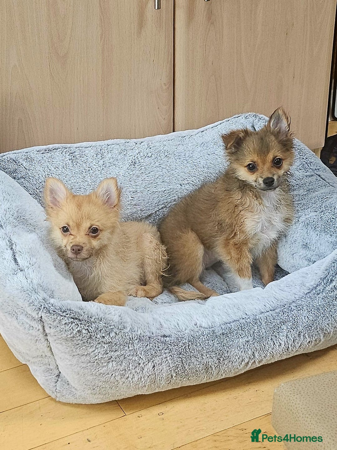 Pomchi dogs for sale: Very cute Pomchis - Image 10