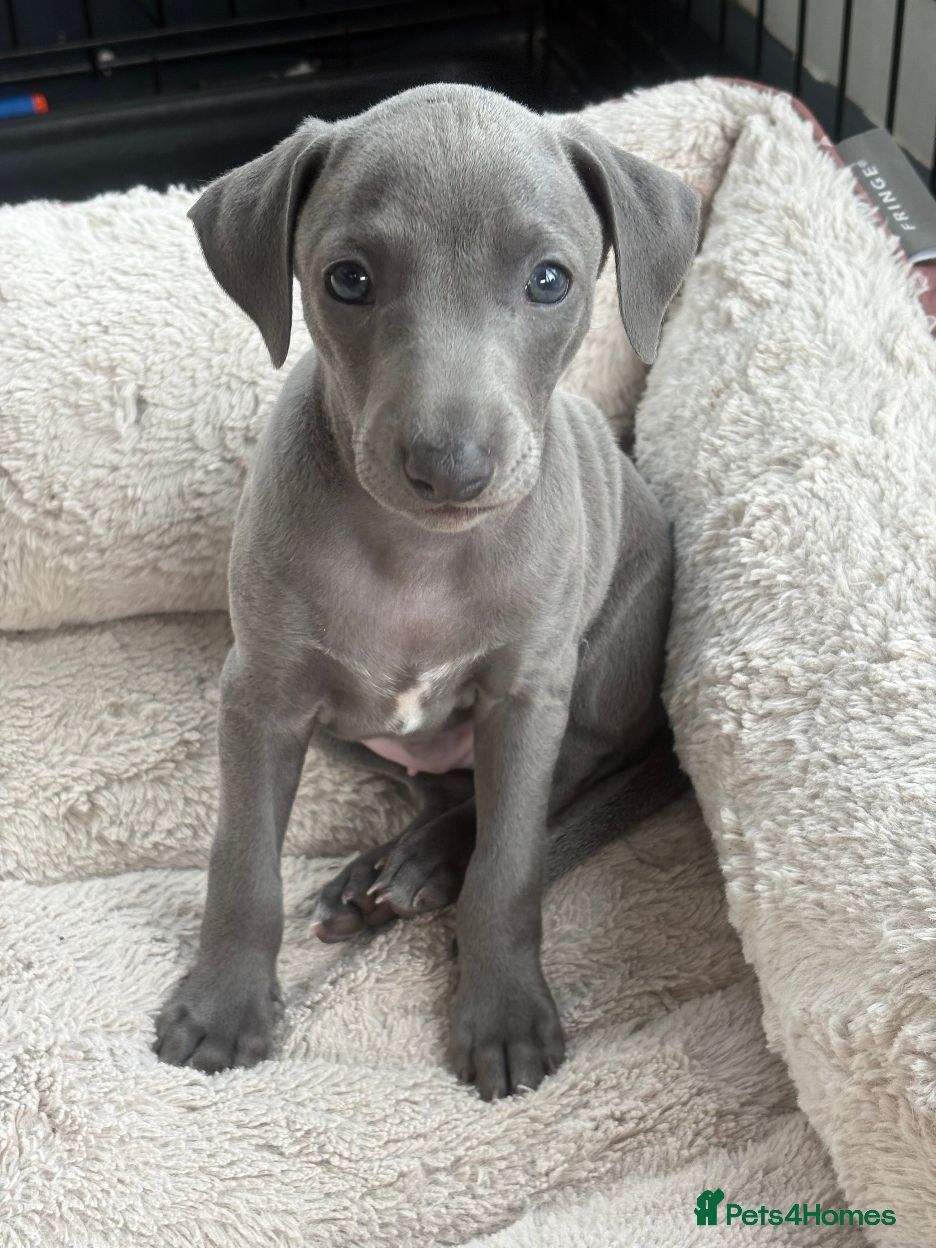 Italian Greyhound dogs Adorable and fun Italian Greyhound pups for sale. - Advert 1