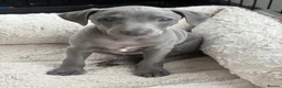 Italian Greyhound dogs for sale: Adorable and fun Italian Greyhound pups for sale. - Advert 1