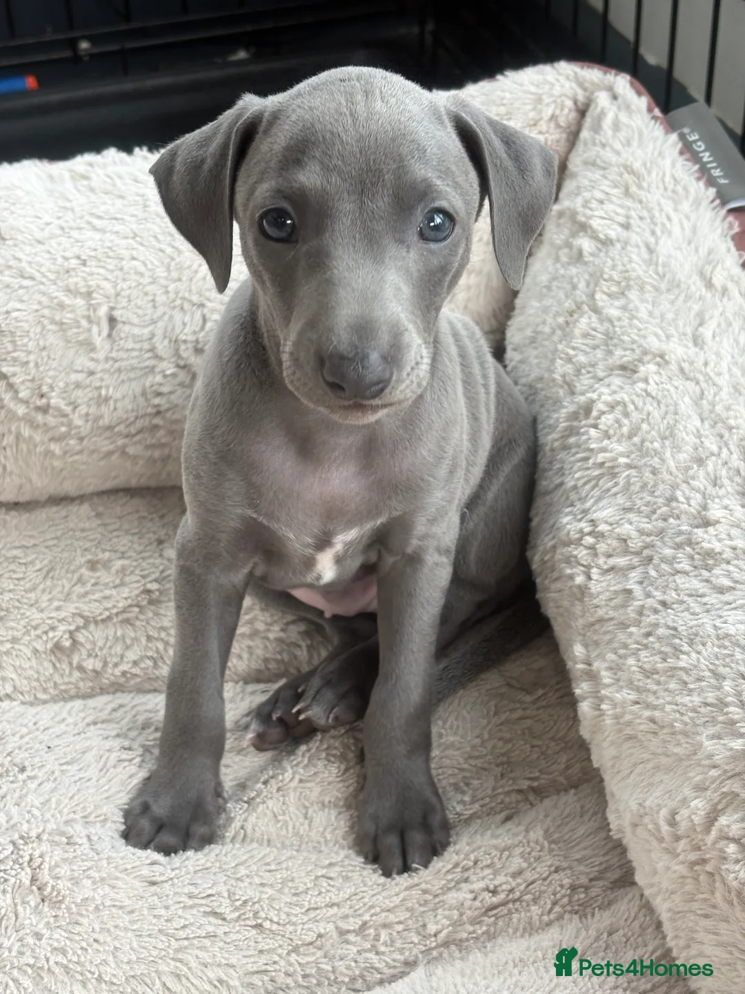 Italian Greyhound dogs for sale: Adorable and fun Italian Greyhound pups for sale. - Advert 1