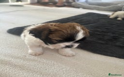 Shih Tzu dogs for sale: Adorable Shih Tzu puppy - Image 7