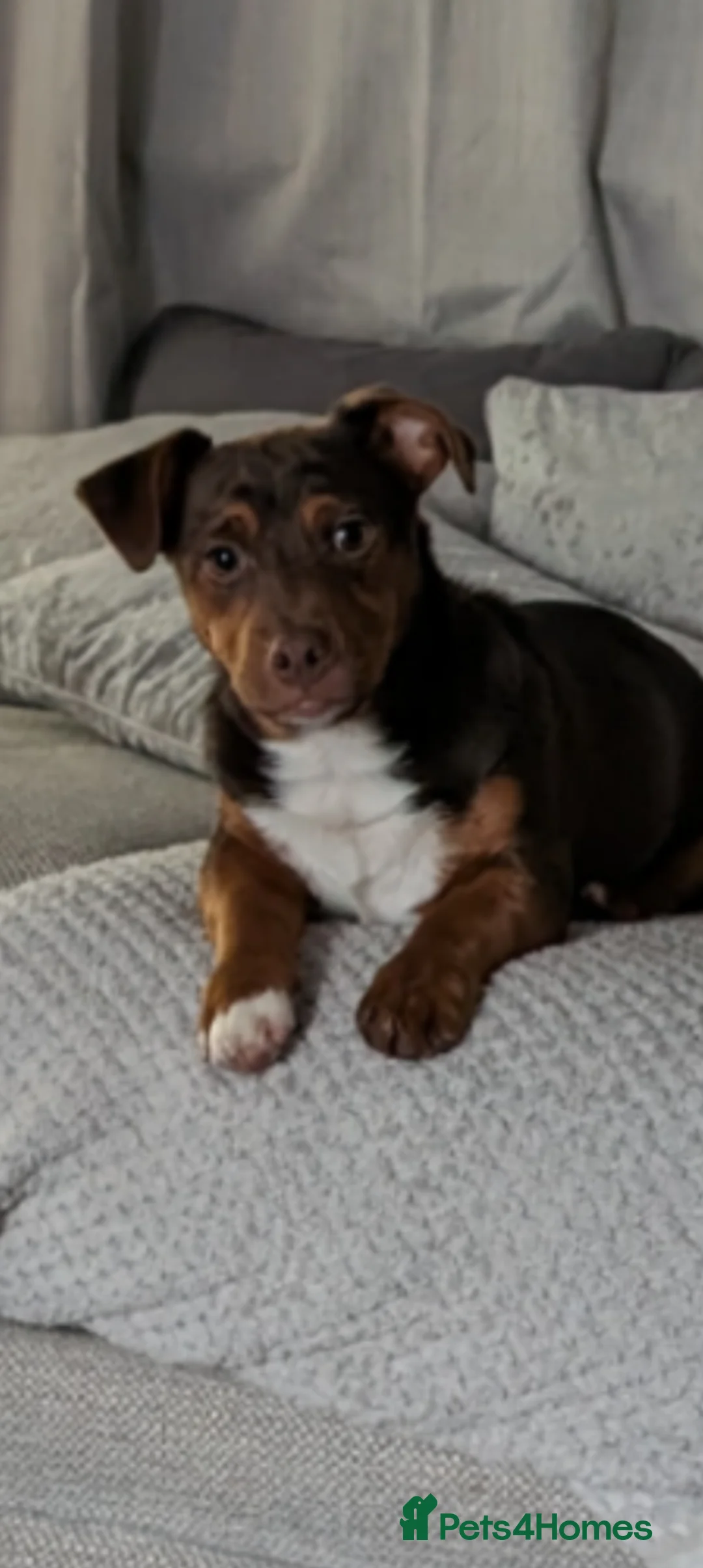 Jack Russell dogs for stud: Rocky - Advert 2