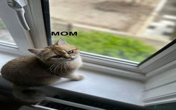 British Longhair cats for sale: Stunning British Longhair Kittens Ready to collect - Image 38