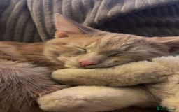 American Shorthair cats for sale: Simba - Image 2