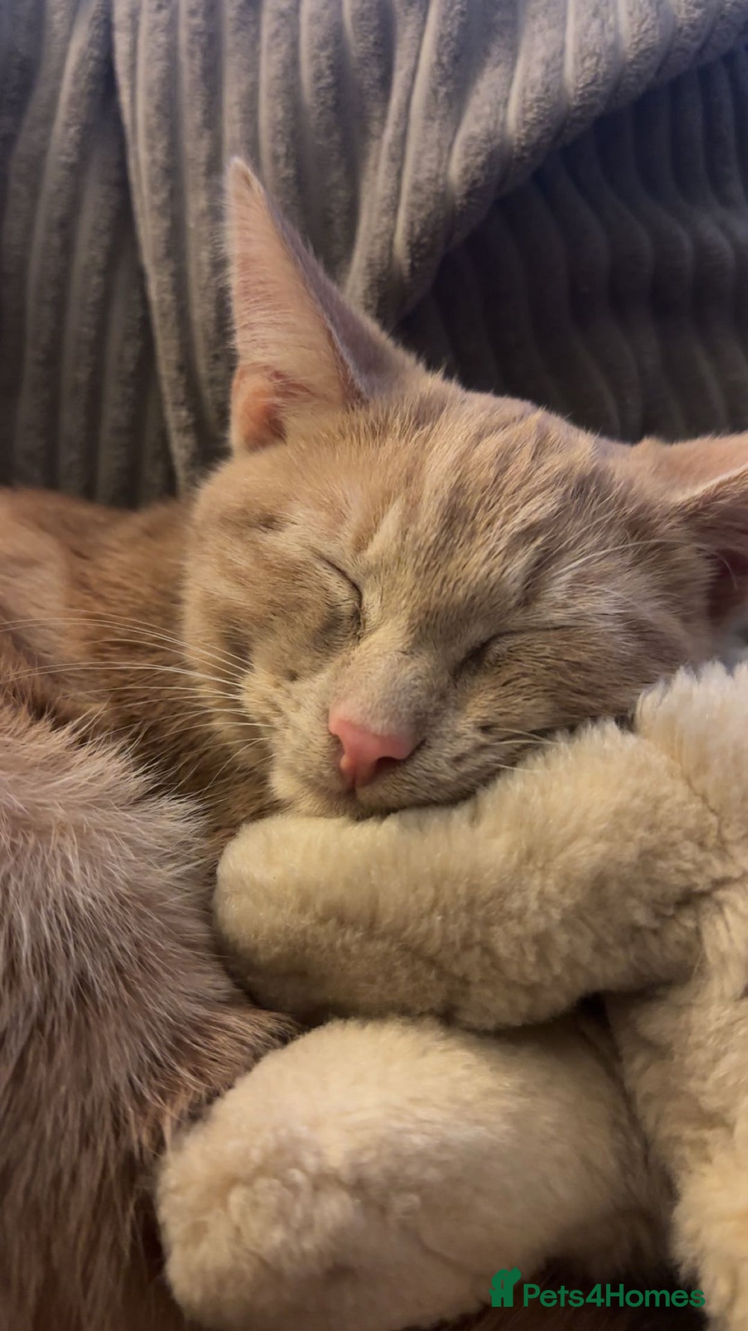 American Shorthair cats for sale: Simba - Image 2