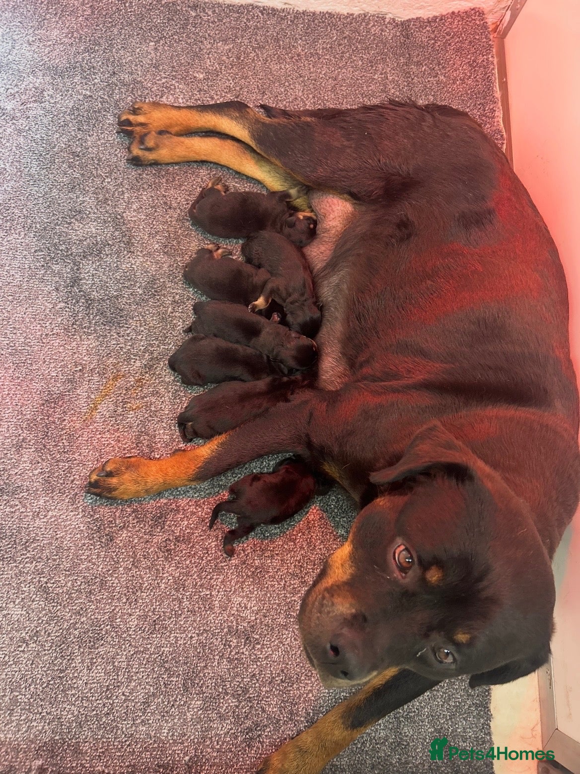 Rottweiler dogs KC Rottie puppies  - Advert 4