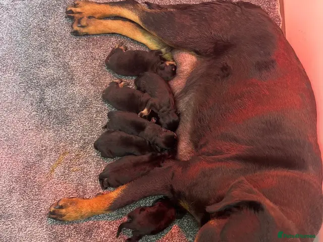 Rottweiler dogs KC Rottie puppies - Advert 2