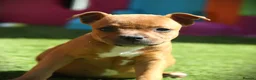Staffordshire Bull Terrier dogs for sale: Three Red Girls - Advert 11