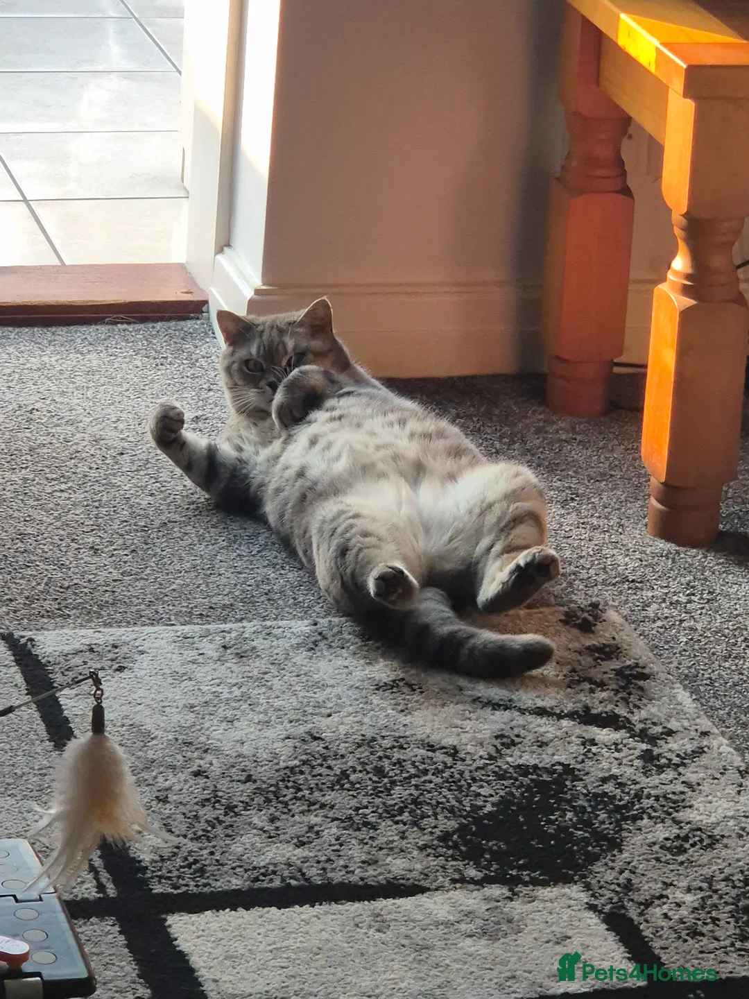 British Shorthair cats for sale: Athena beautiful lady in Wigan - Advert 9